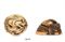 Three Netsuke  