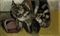 Ginnie's cat  