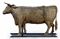 A GILT-COPPER MOLDED COW WEATHERVANE  