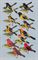 Orioles and Tanagers  