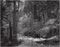 Tenaya Creek, Spring Rain, 1948  