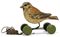 A STEIFF WOODEN PICK-SPARROW ON