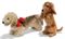 A STEIFF WIREHAIRED DACHSHUND AND
