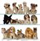 FIFTEEN STEIFF MEDIUM SIZED DOGS: