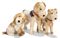 THREE STEIFF ARTIFICIAL-SILK DOGS,