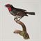 [CHASSE ET ORNITHOLOGIE] -- BARRABAND,