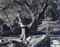 Selected images of Yosemite, 1920s-1940s