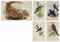GOULD, John (1804-1881). The Birds of