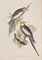 GOULD, John (1804-1881). The Birds of