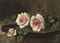 Two pink Prince-de-Bulgarie roses