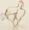 Gros Poulet  