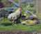 Cockerel in a Farmyard  