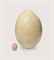 AN ELEPHANT BIRD EGG  