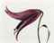 Lily, Imperial Pink (New York), 1971  