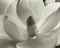 Magnolia Blossom, 1925  