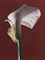 Calla Lily, 1988  