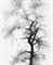 Multiple Exposure Tree, Chicago, 1956  