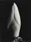 Magnolia Bud, 1925  