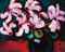 Cyclamen  