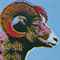 Endangered Species: Bighorn Ram  