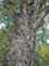 The Tree  