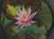 Pink Water Lily  