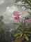 Hummingbird Perched on the Orchid Plant