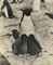 Adélie Penguin and Chicks, Antarctica, c.