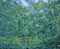 Le chant de la grenouilles (the song of the