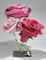 Untitled (Rose 50 with Lady Bug and