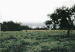 Laacher Wiese (Laacher Meadow)  