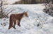 Bright morning - red fox in the snow  