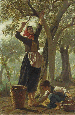 La raccolta delle olive  