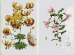 ELWES, John Henry (1846-1922). A Monograph of the genus Lilium. London: Printed by Taylor & Francis, [1877]-1880.