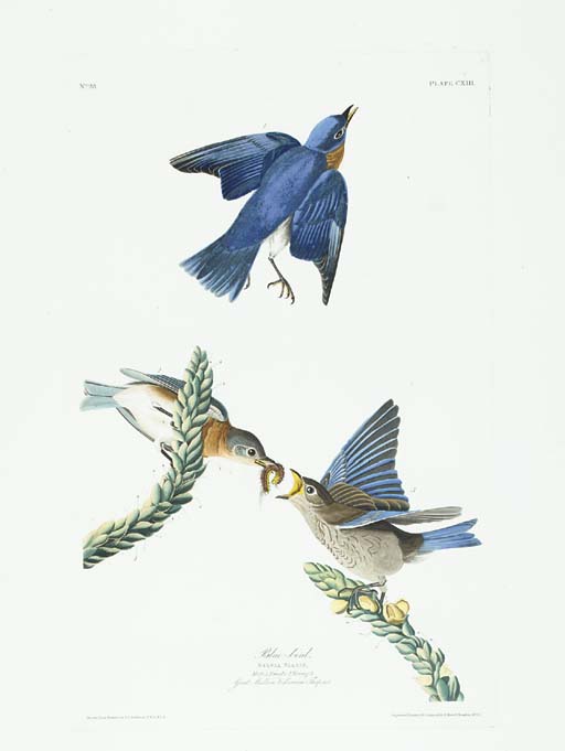 new balance 1600 dames bluebird