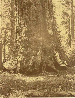 Grizzly Giant, Mariposa Grove, 1865-1866  