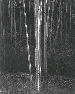 Aspens, Northern New Mexico, 1958  