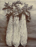 Celery Wright's White, 1900-1902  