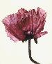 Lavender Glory Poppy (New York), 1968  