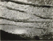 Surf, North Coast, 1937  