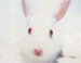 White Rabbit, 2000  