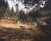 Unabomber Cabin (Sacramento, CA), 1998; and Unabomber Site (Lincoln, MN), 1998 