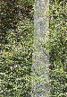 Trunk, 1999  