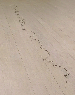 14 Steel Wire Run  