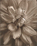 Flowers, 1998  