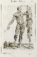 VALVERDE DE HAMUSCO, Juan (fl. 1560). Anatome corporis humani. Venice: Guinta, 1607.