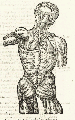 CROOKE, Helkiah (1576-1635). Microcosmographia [In Greek]. A Description of the Body of Man. Together with the controversies thereto belonging. Collected and translated out of all the best authors of anatomy especially out of Gasper Bauhinus and Andreas Laurentius. London: William Jaggard, 1615.