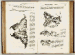 MOFFET, Thomas (1553-1604). Insectorum sive Minimorum Animalium Theatrum. London: Thomas Cotes for Benjamin Allen, 1634.