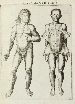 VESLING, Johann (1598-1649). Syntagma anatomicum. Padua: Pauli Fambotti, 1647.