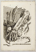COWPER, William. Anatomia corporum humanorum. [Leiden, 1739].